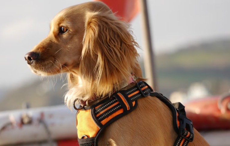 Vest Harness