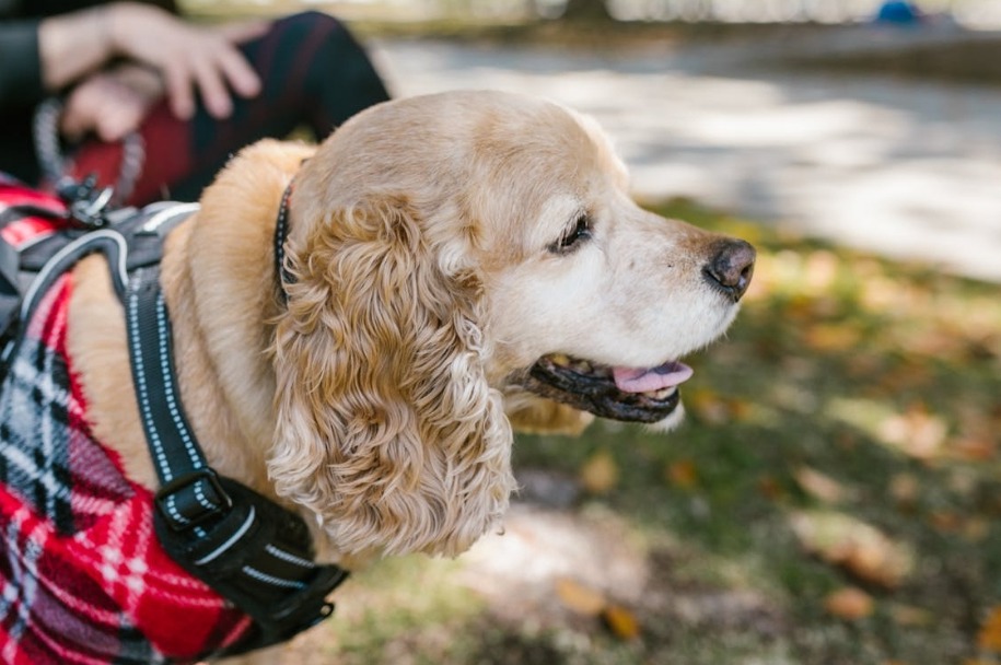 dual clip harness