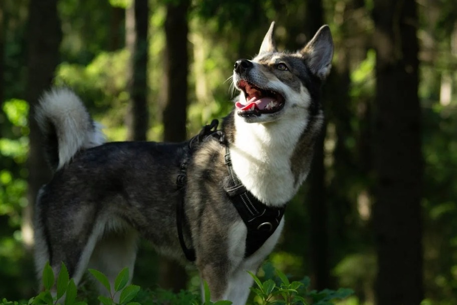 Front-clip harness